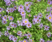 symphyotricum oblongifolius october sky ab1.jpg